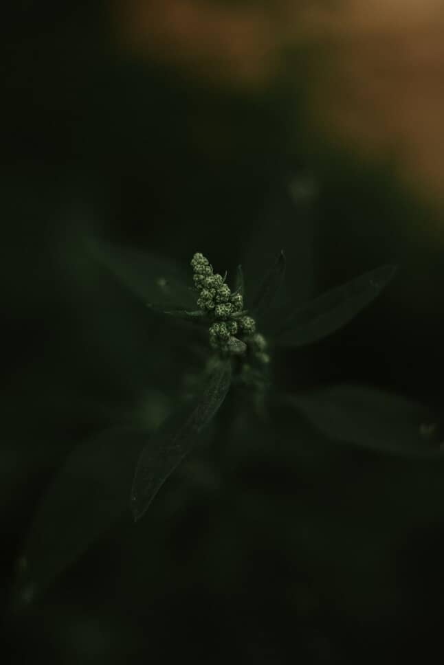 Premium herbal botanicals
